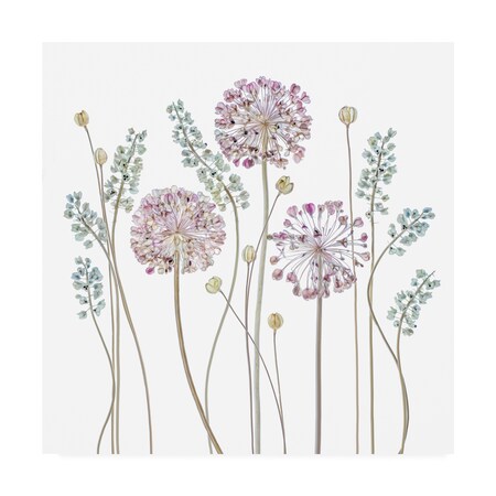 Trademark Fine Art Mandy Disher 'Allium' Canvas Art, 14x14 1X09860-C1414GG